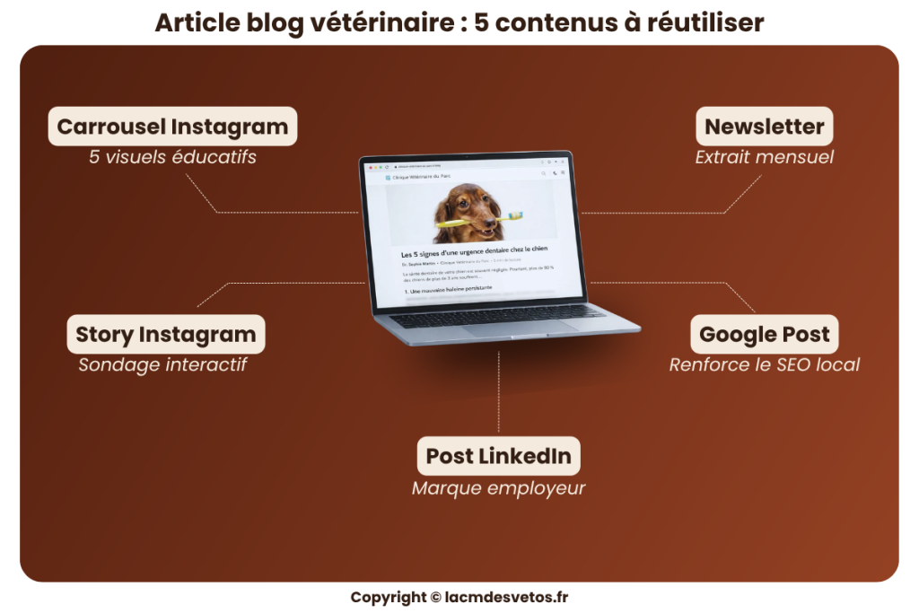 Article blog vétérinaire affiché sur ordinateur puis transformé en carrousel Instagram, story, newsletter, Google Post et post
Linkedin.